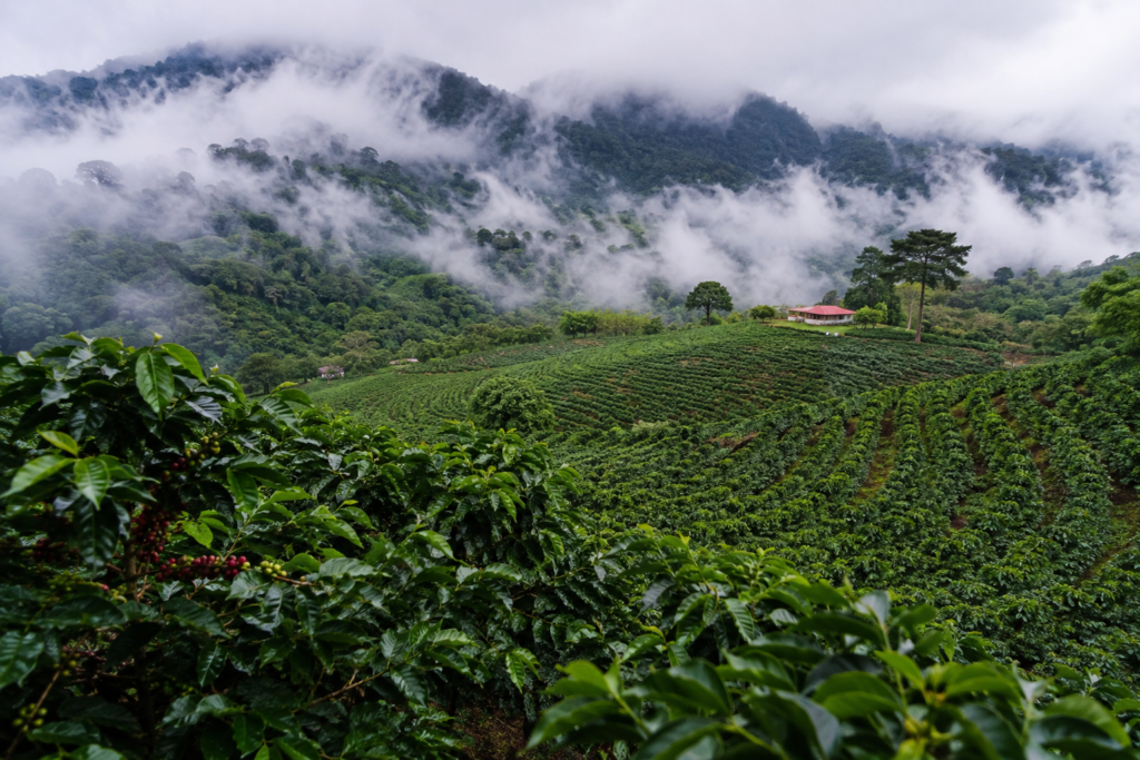 Coffee farm in the highlands of Boquete, Panama