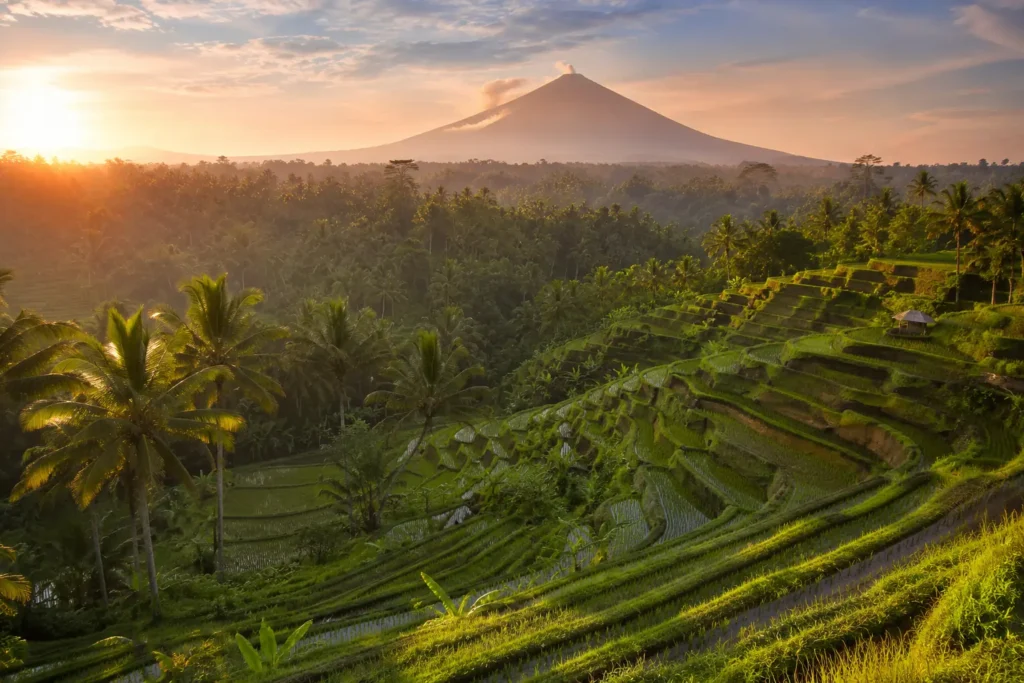 Lush green rice terraces in Bali, Indonesia, showing the island's tropical landscape